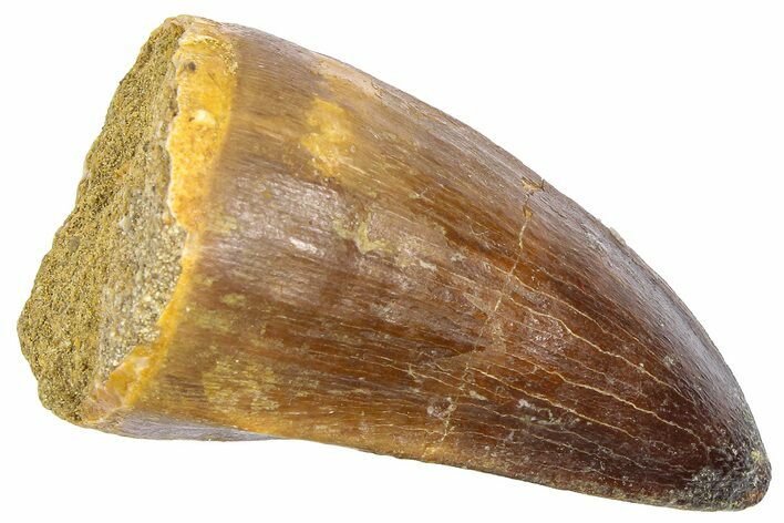 Fossil Mosasaur (Prognathodon currii) Tooth - Rare Type #364139